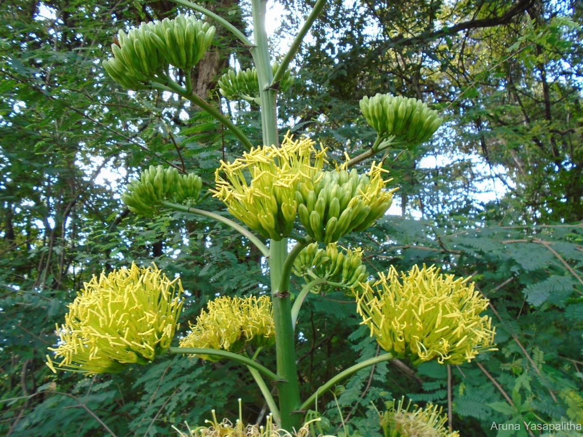 Agave vera-cruz Mill.